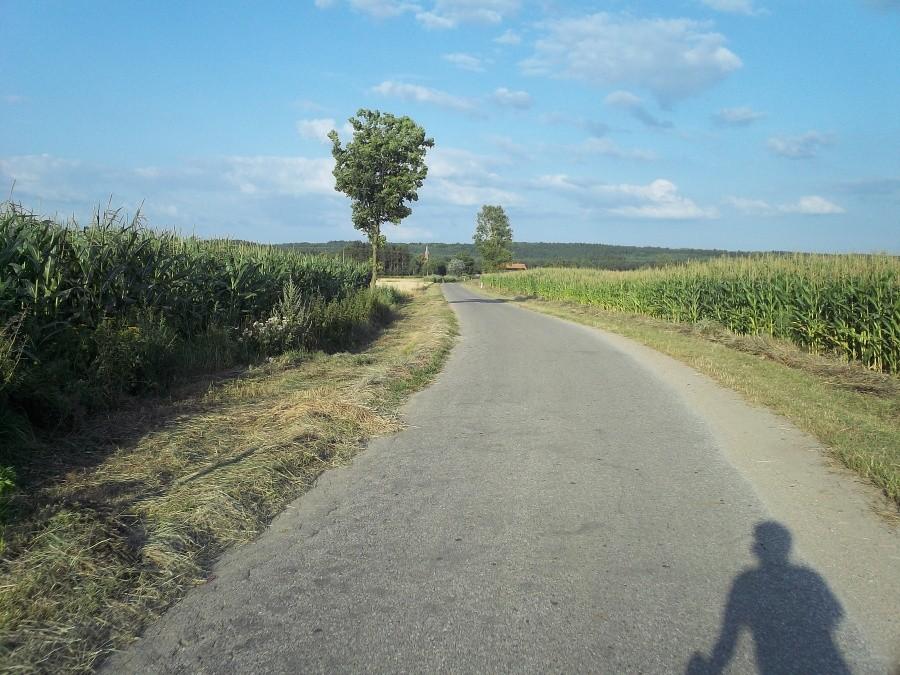 Droga na Benowo - poprzez kukurydziane pola