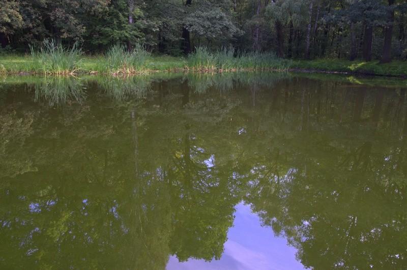 Staw w lasku makoszowskim