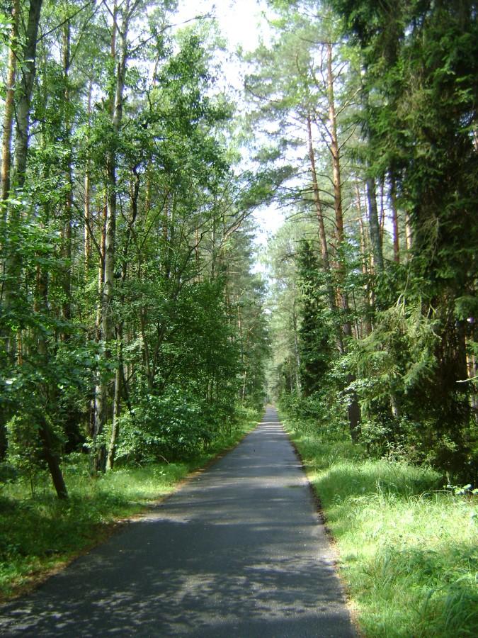 Leśna droga przeciwpożarowa