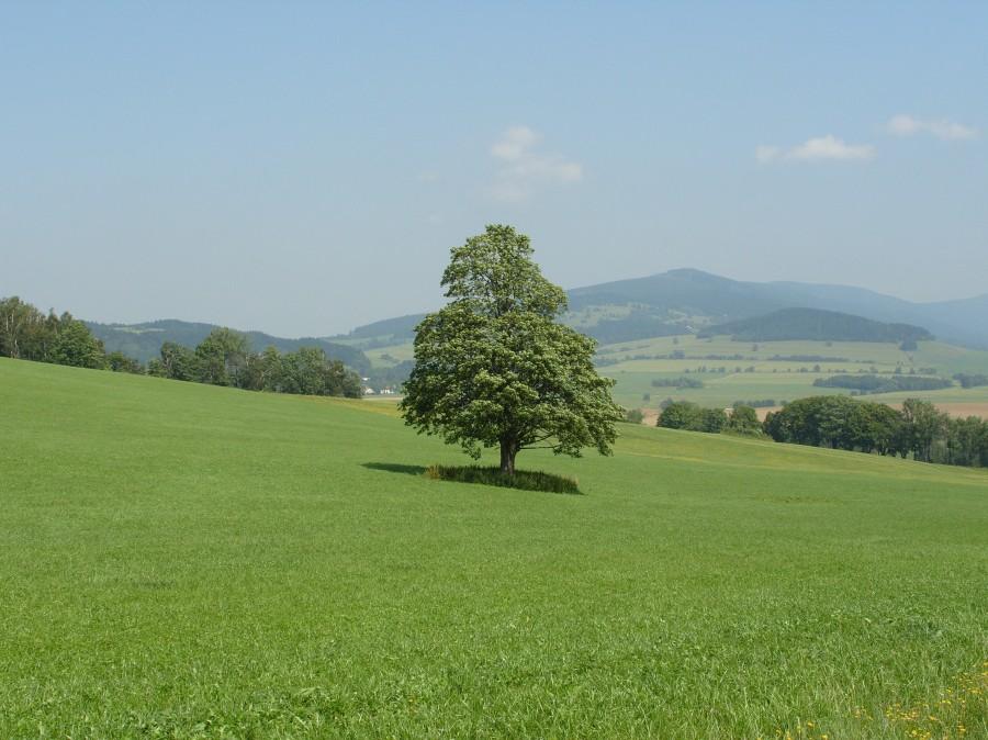 Samotne ale dostojnie stojące drzewo na tle panoramy Kralickego Śnieżnika.