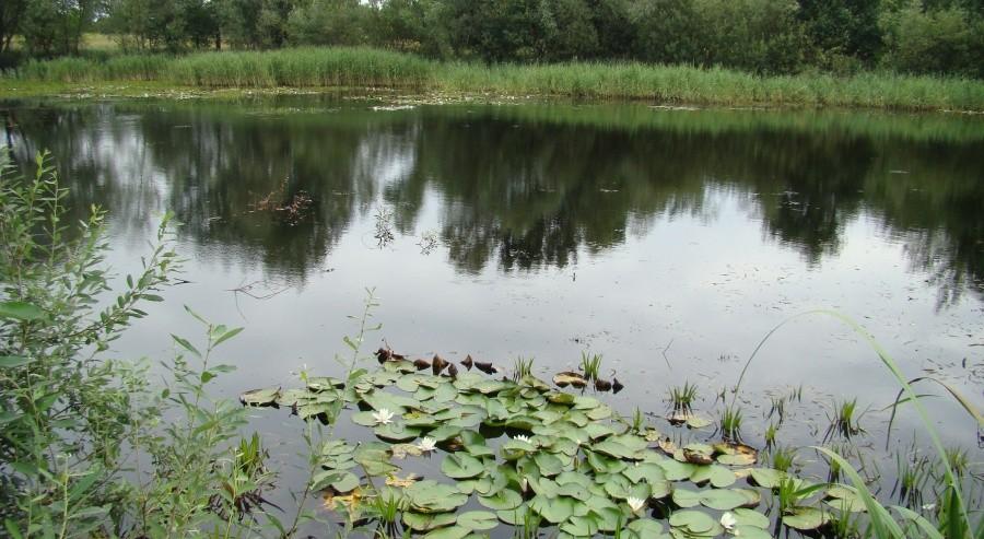 Liliowy staw