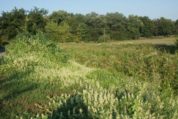 z wału przeciwpowodziowego, za drzewami Rezerwat Niebieskie Źródła
