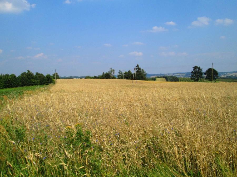 Widok na okolice Chmielna