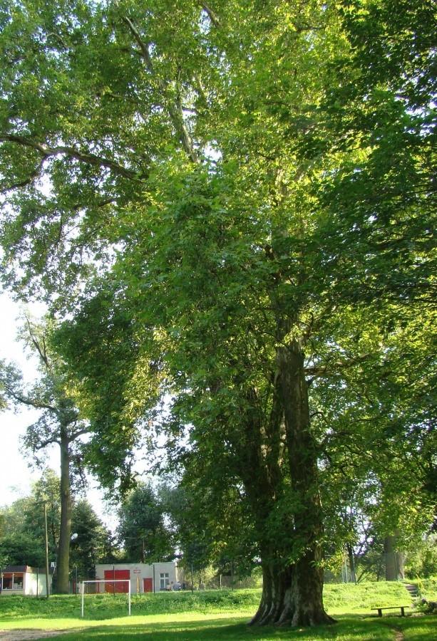 Zabytkowy platan w przypałacowym ogrodzie w Glinicy