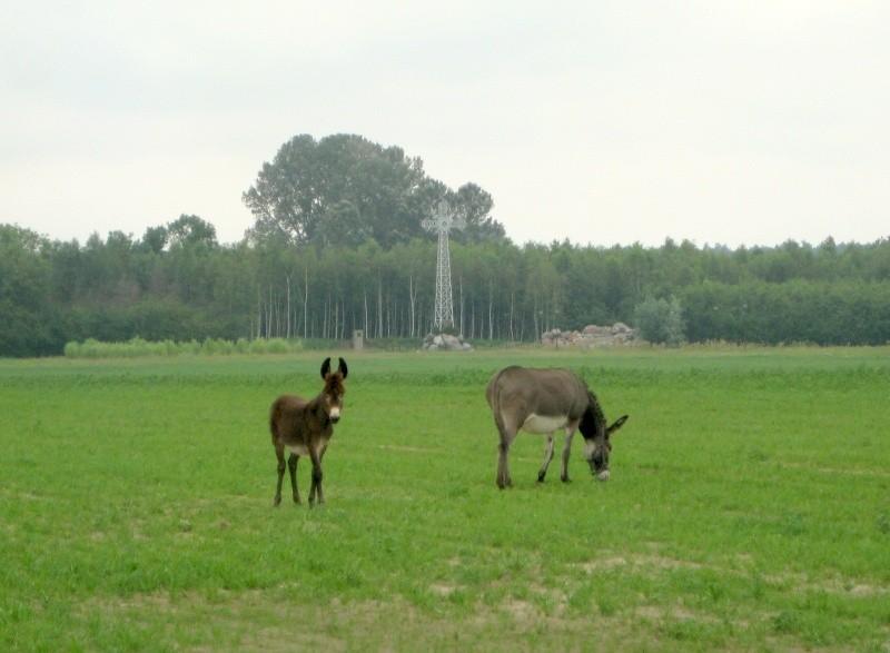Imiołki - jakieś dziwne konie :-)