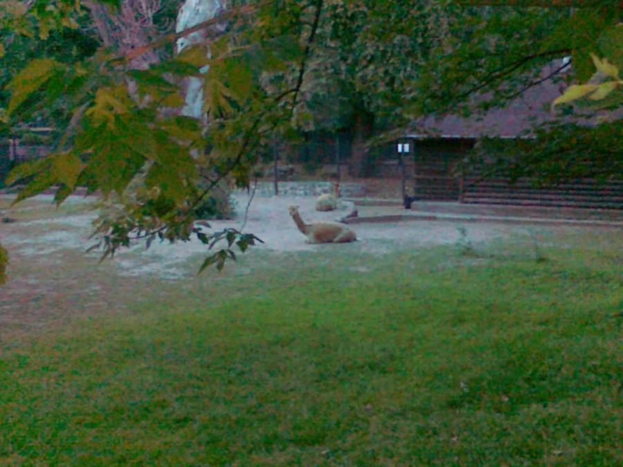 ZOO