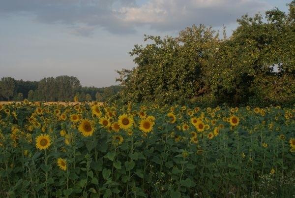 słoneczniki