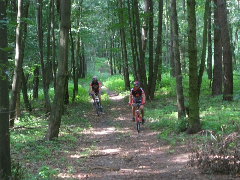 Las nieopodal Wierzonki