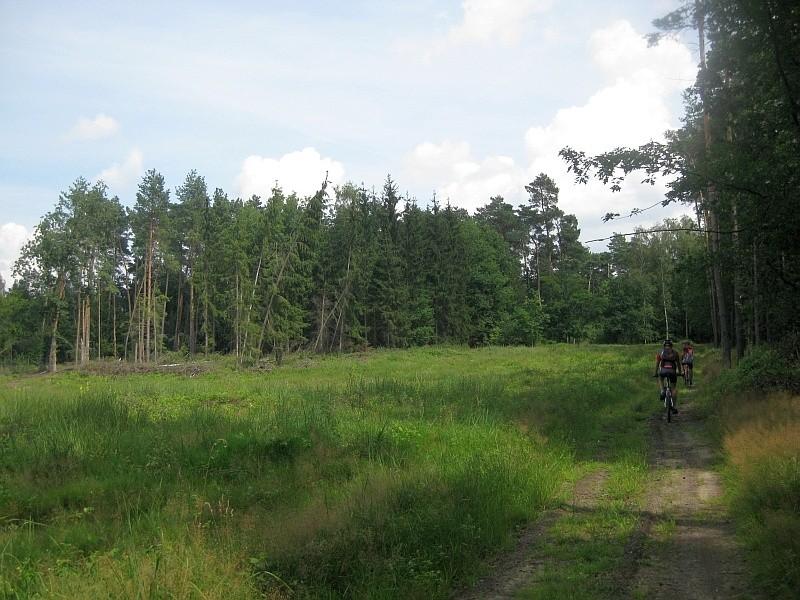 Leśna polana