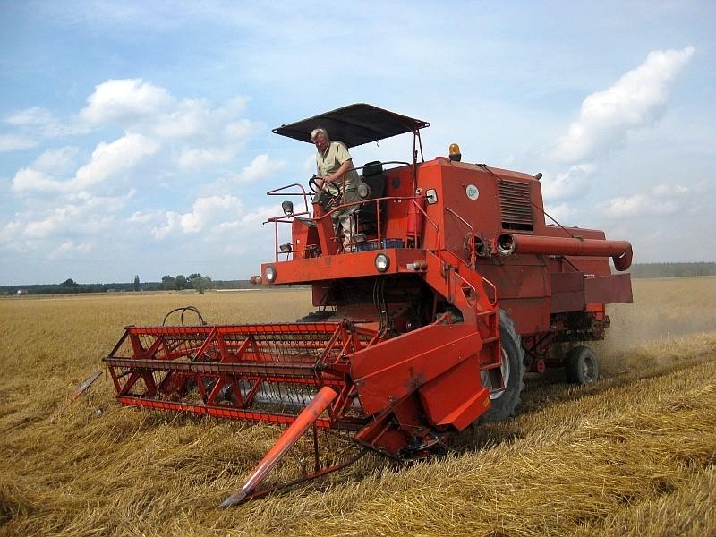 bizon grasujący na złotych polach