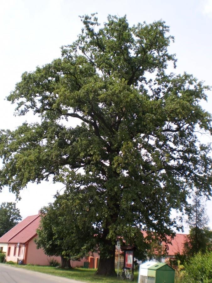 Bąb Bardszczyn w Barczyźnie