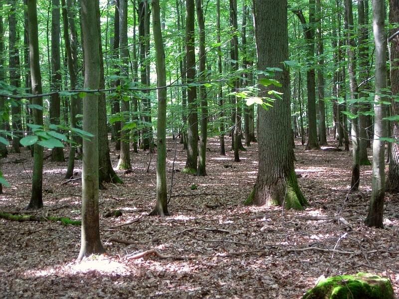 Las mieszany z przewagą buka i dębu