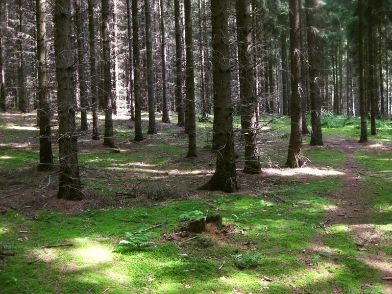 Las świerkowy