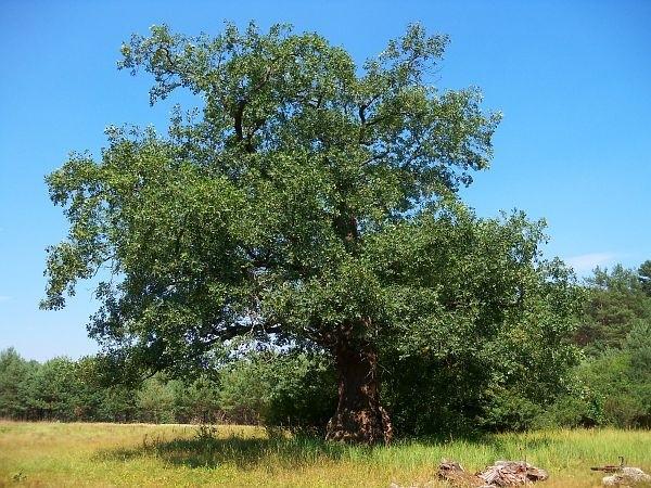 Dąb Jagiellon, jeden z najstarszych dębów w Puszczy Kampinoskiej (około 400 letni)