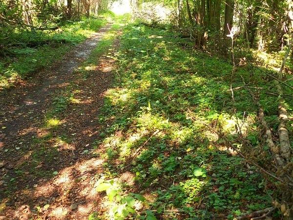 Nasyp wąskotorówki, która jeździła tędy przed wojną (na zdjęciu niestety za dobrze tego nie widać)