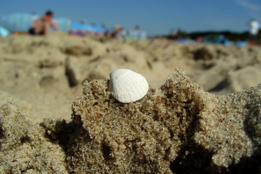 Mała muszelka na macro