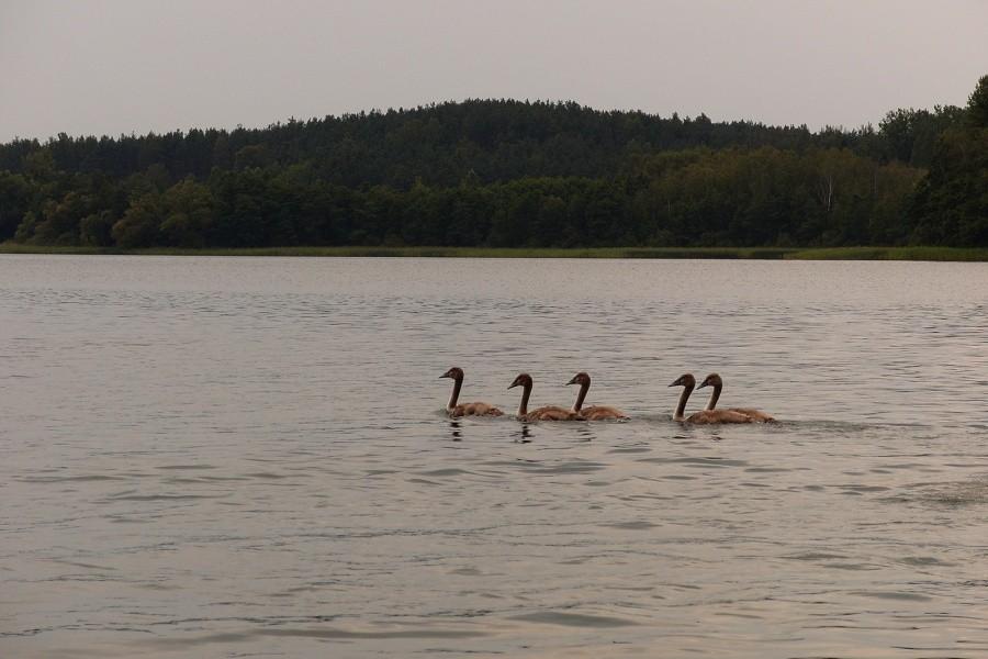 Małe, samotne łabędzie na jeziorze