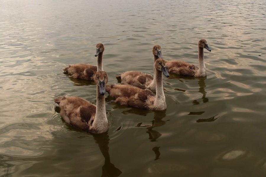 Małe, samotne łabędzie na jeziorze w Siwiałce