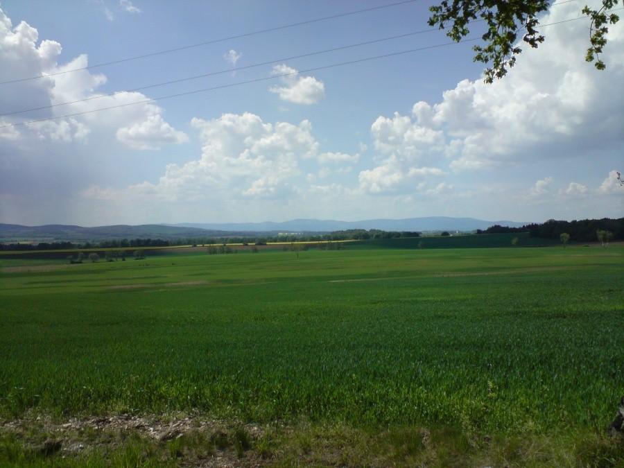 w oddali sowie