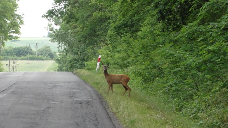 sarenka na leśnej drodze