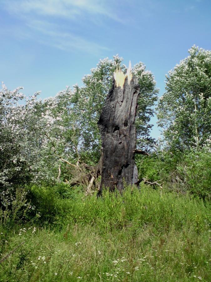 Spalone drzewo