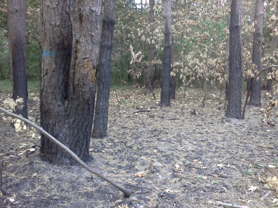 Jakiś "kasztan" podpalił las :/