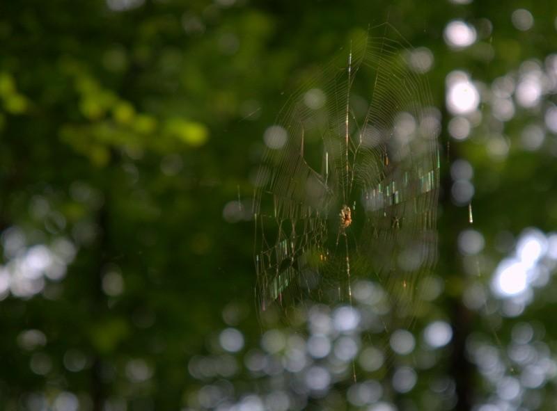 Arachnofobia ?