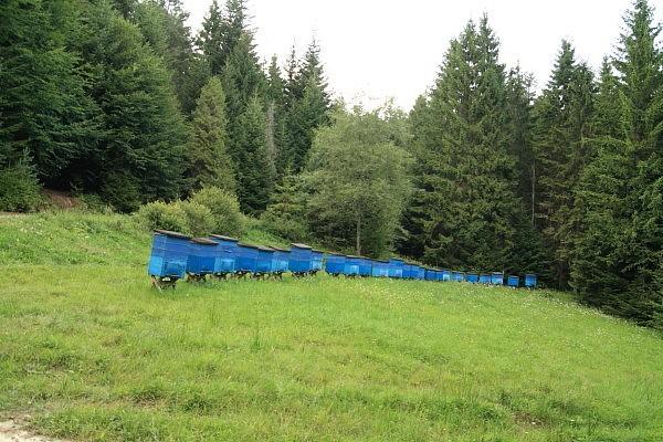 Ule nad Łosiami