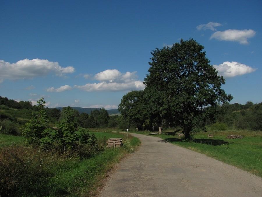 Lipowiec