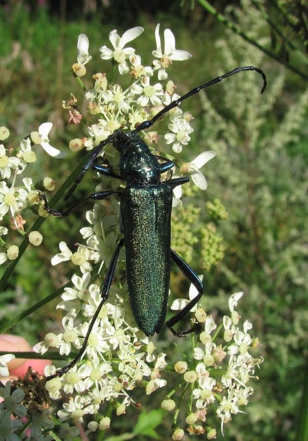 Aromia moschata