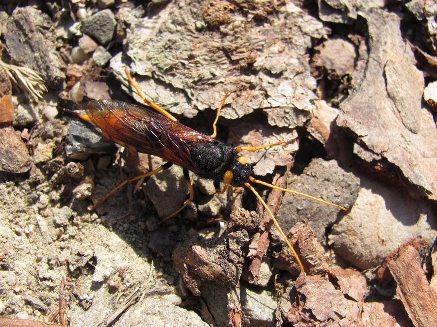Urocerus gigas