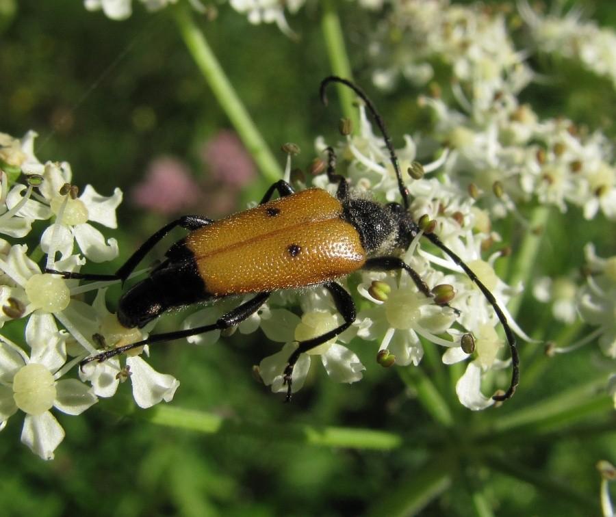 Paracorymbia tesserula