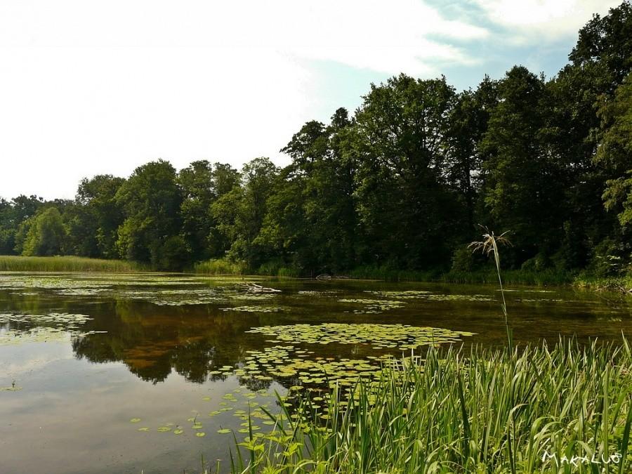 Staw Hubertus w Dąbrówce