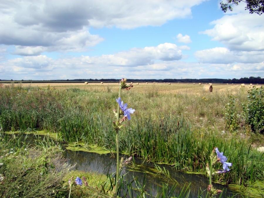 Krzycki Rów