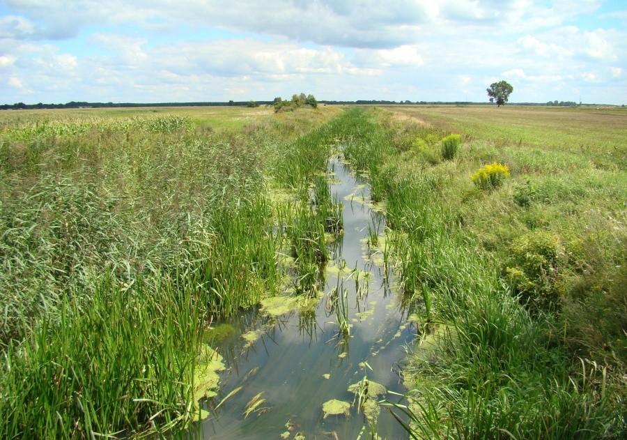 Krzycki Rów - między Kozimi Dołami a Kotlą