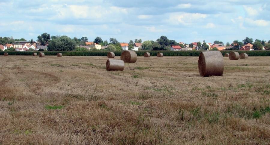 Żniwa w gminie Kotla