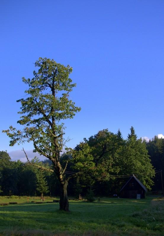 staruszka śliwa