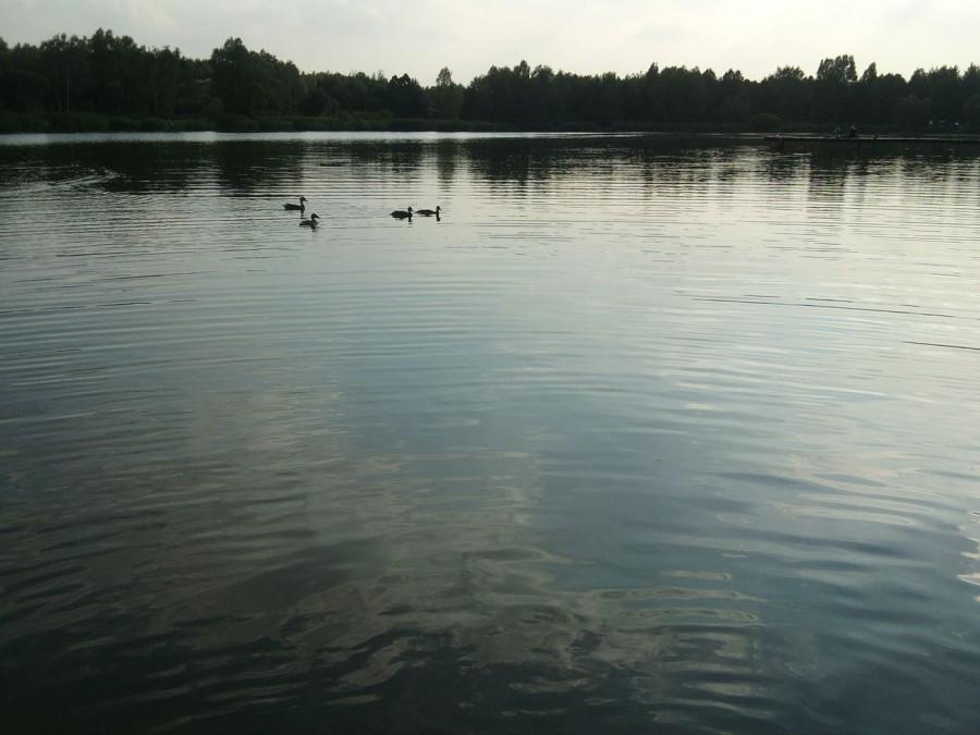Kaczuszki