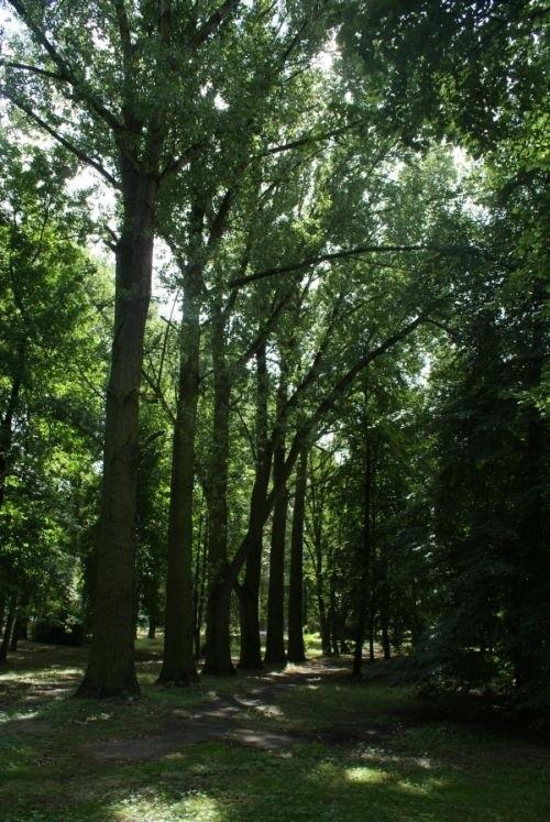 w parku