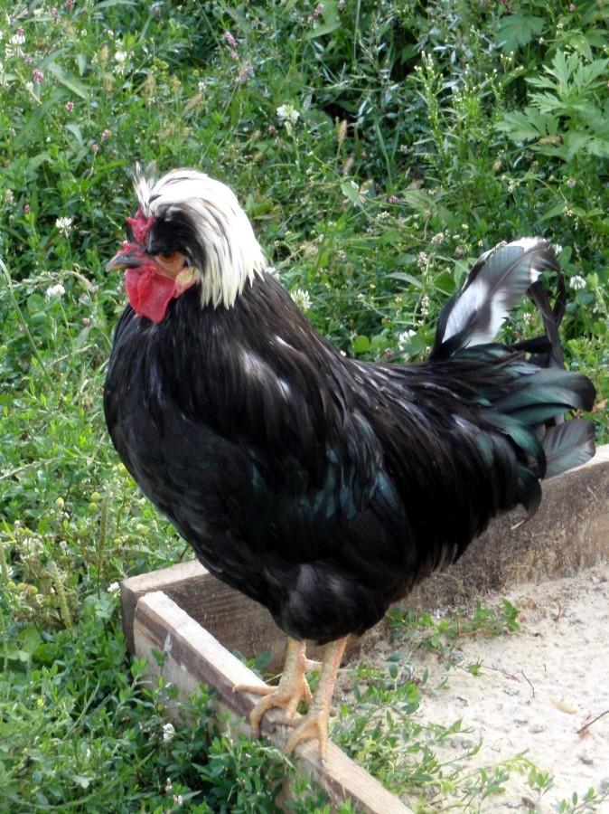 Rasowy kogut