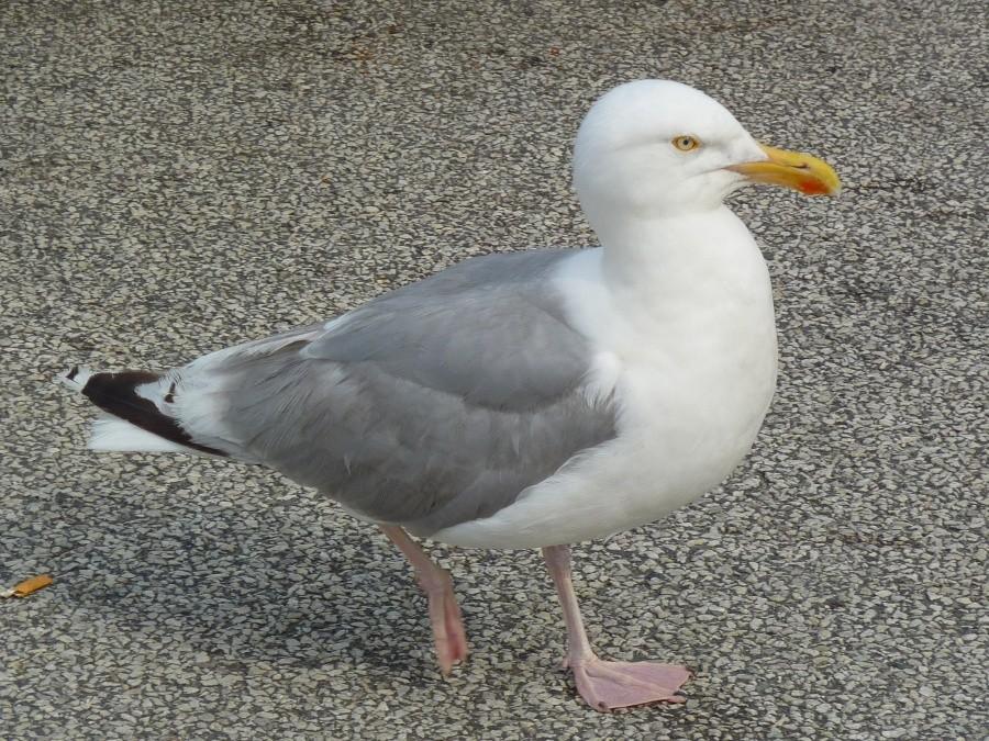 Mewa srebrzysta