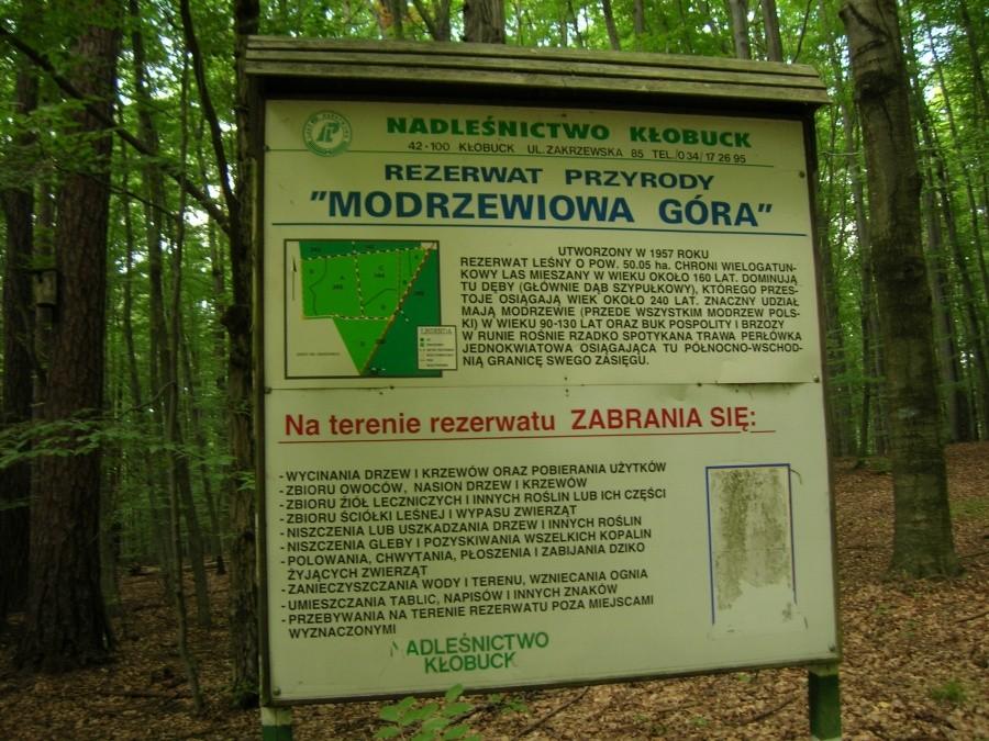 Rezerwat Modrzewiowa Góra