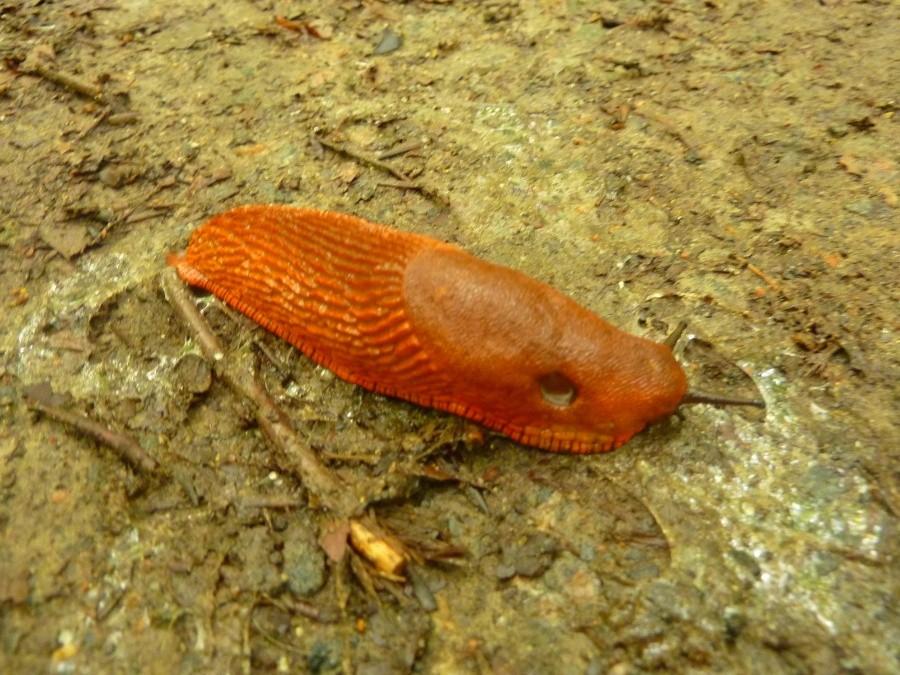 Pomarańczowe ślimaki - jedna z miejscowych osobliwości