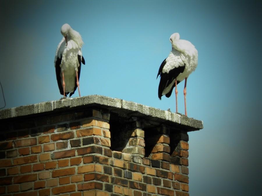 Tym razem na kominie nieczynnej piekarni w Dobrej dwa bociany - wkrótce jednak odlecą.