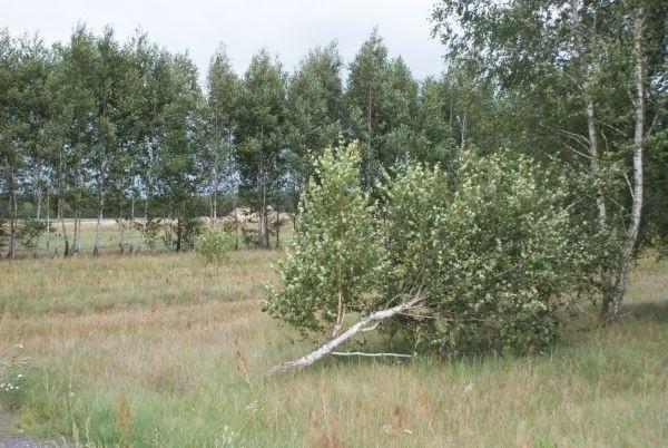 tak silny wiatr, że połamał niektóre drzewa