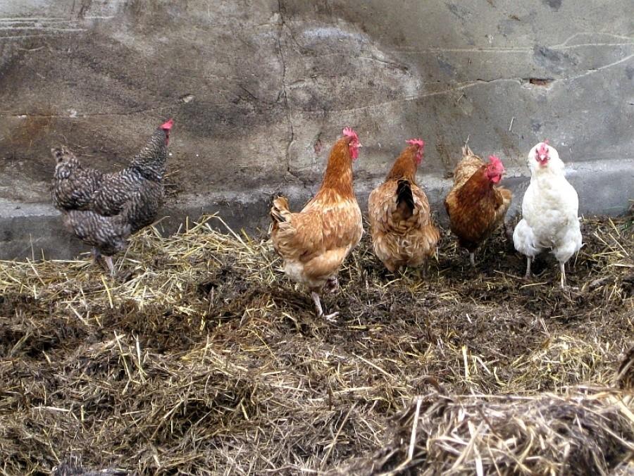 kury się zgnoiły