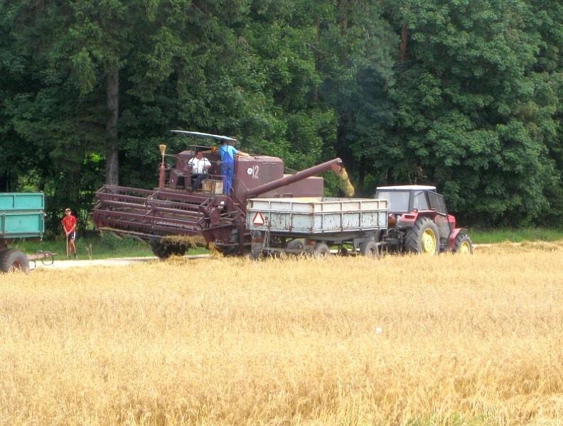 Bizon też grasował w polu