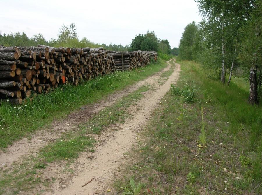 Gdzieś w okolicy Sosiny