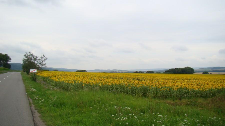 Słoneczniki prawie jak na Węgrzech
