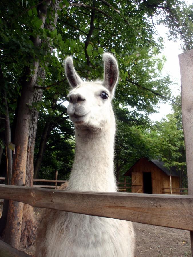 Lama